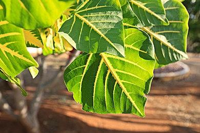 像素风动作射击游戏《Nitro Express》Steam页面上线 明年发售